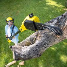 Tree and Shrub Care in Cleveland, WI