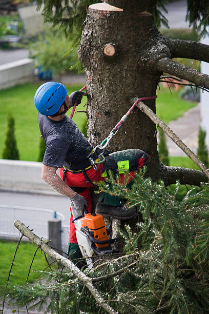 Best Lawn Disease Treatment  in Cleveland, WI