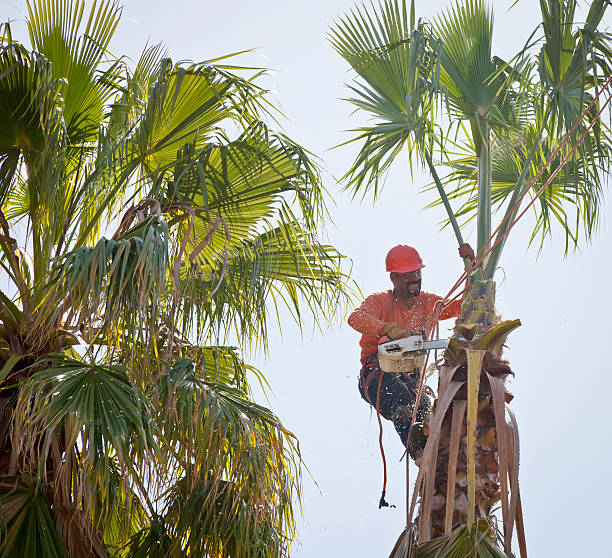 How Our Tree Care Process Works  in  Cleveland, WI