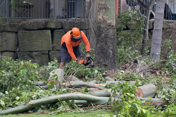 Trusted Cleveland, WI Tree Removal Experts